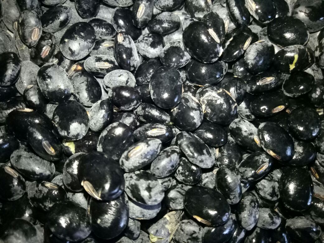 黑豆黄豆浆成品图