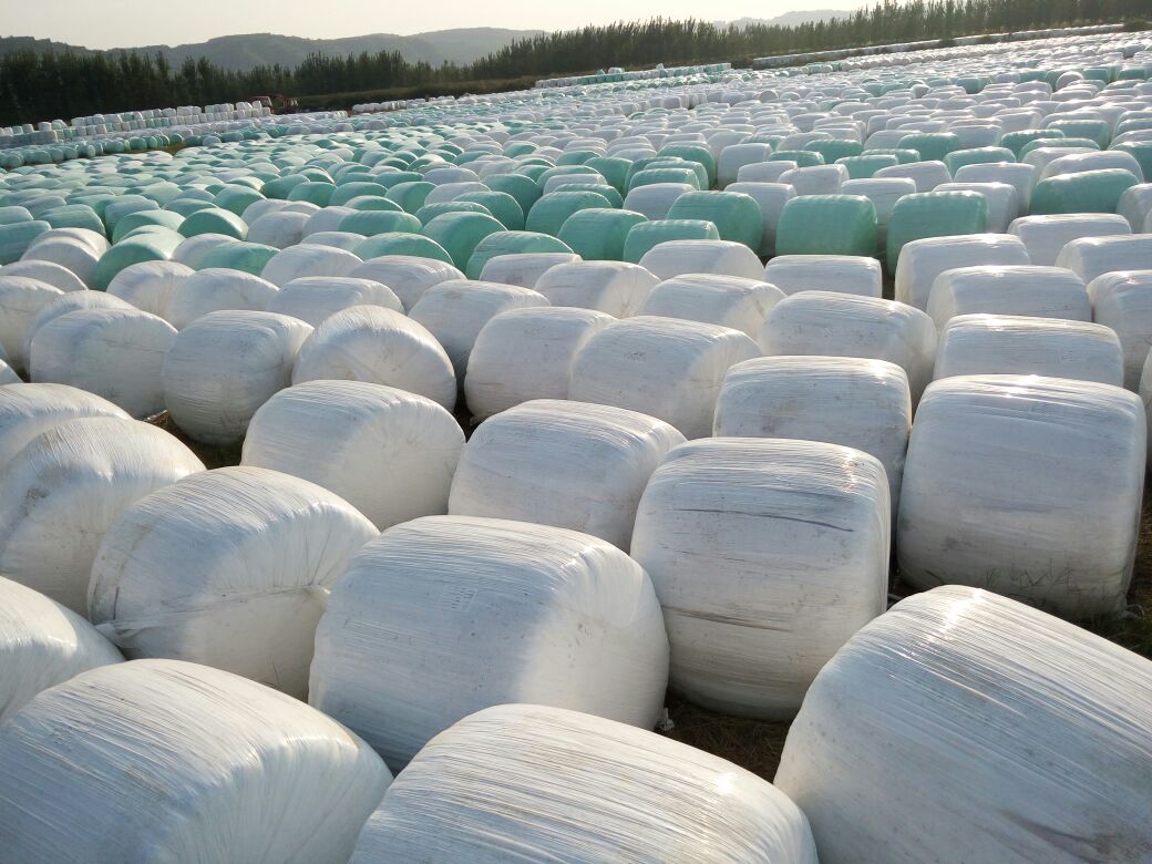 Harvested jujubes collected on a large white collection tarp after mechanical shaking. The fruits are evenly spread out, showing full red coloration and plump shape. Workers are carefully inspecting and removing damaged fruits before transferring them into plastic crates for transportation to the packing house. 拨枣后地面采收布上的果实收集场景