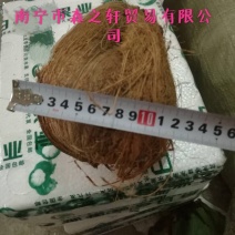 椰子