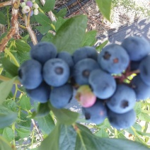 蓝莓鲜果4~6mm以上