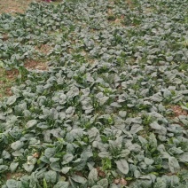 越冬菠菜15~20厘米