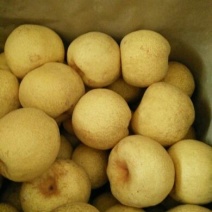 酥梨60~100g膜袋