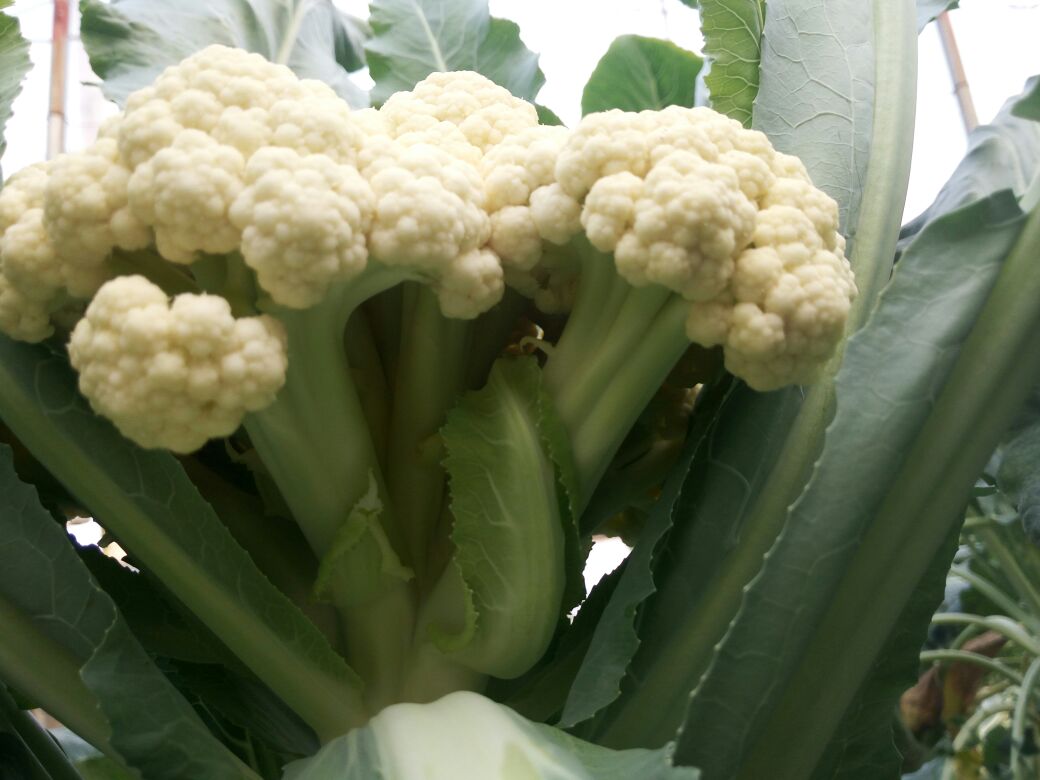 一片绿叶衬托下的松花菜,花朵呈松散状,颜色洁白微带淡黄,花蕊清晰可见,背景为田园菜地,阳光柔和 松花菜特写