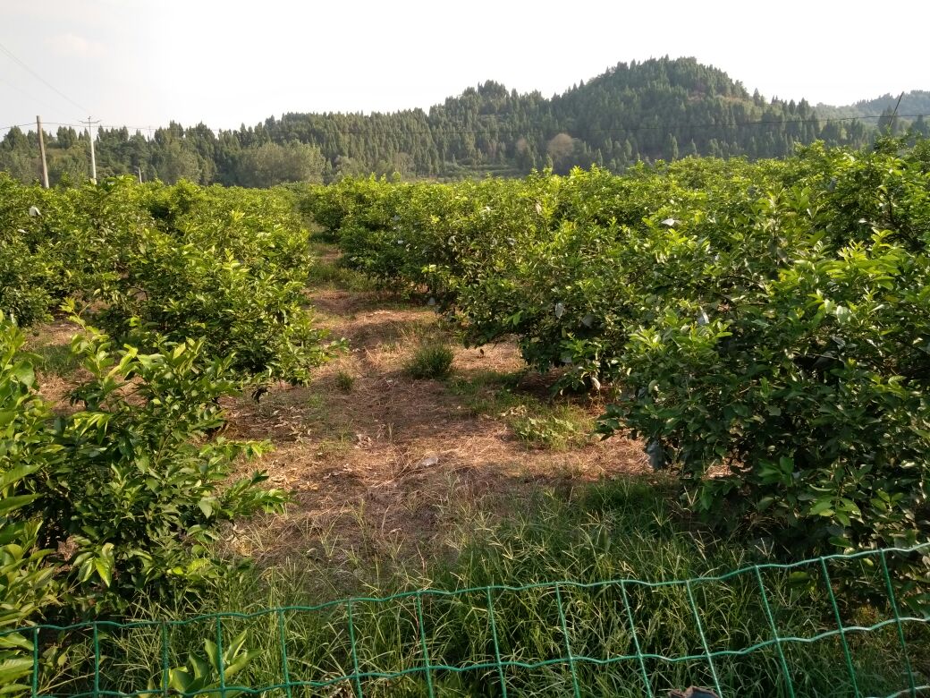 柠檬果园航拍图