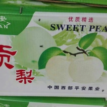 砀山梨200~250g光果