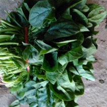 名门菠菜