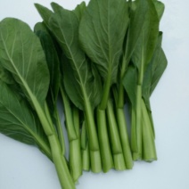 菜苔