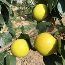 皇冠梨250~300g纸箱