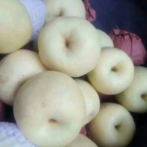 酥梨150~200g纸袋