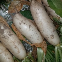 白萝卜2~2.5斤起