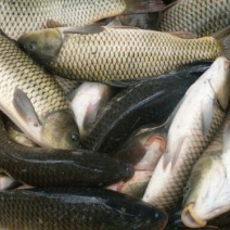 池鲤鱼食用1~2公斤