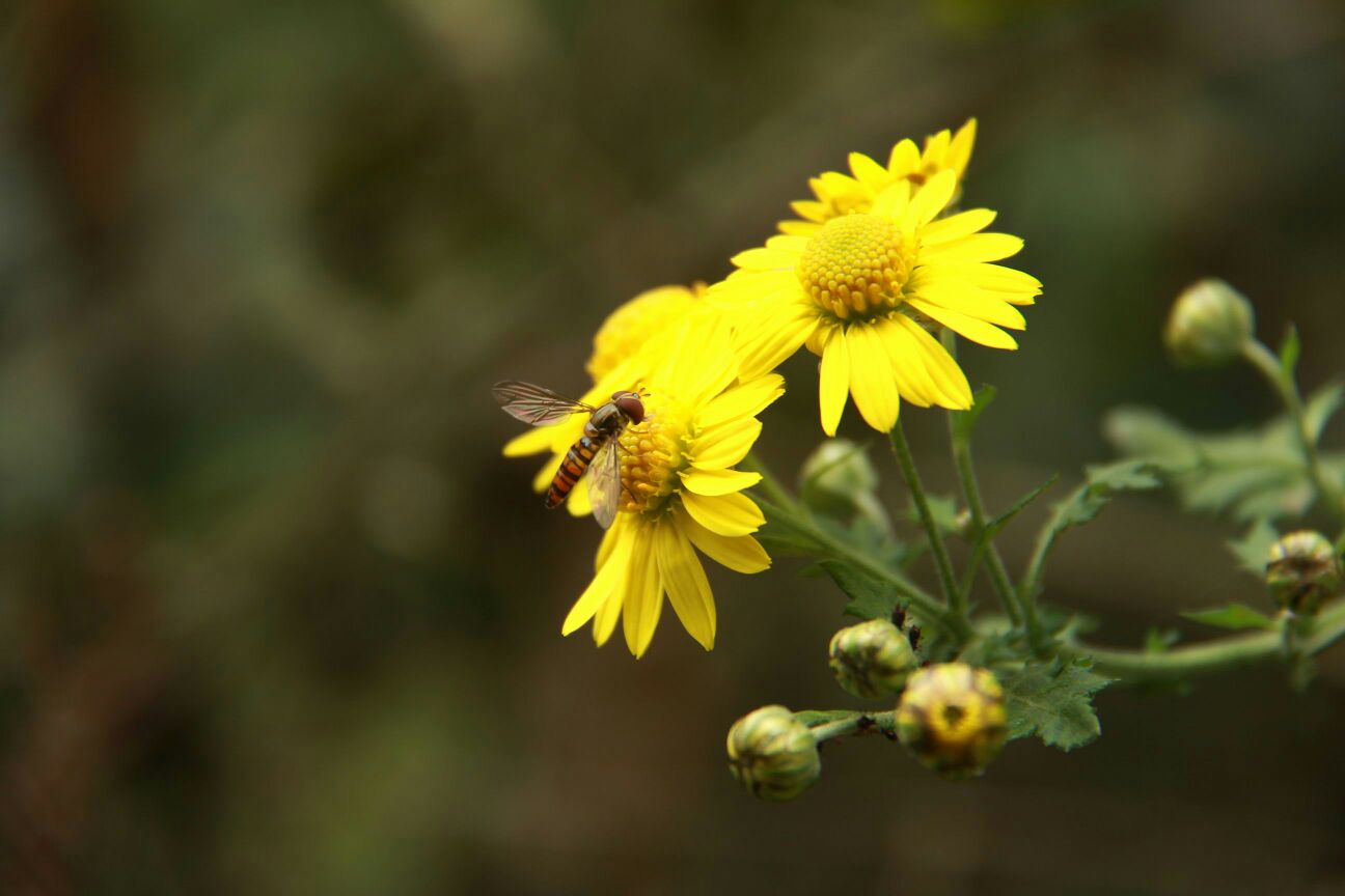 蜜蜂在野菊花上采蜜特写