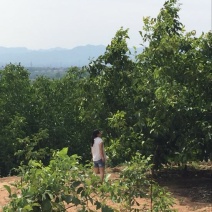 薄皮核桃