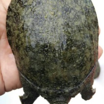 甲鱼苗鱼苗
