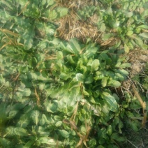 荠菜10cm以上