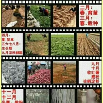 红薯粉丝包装