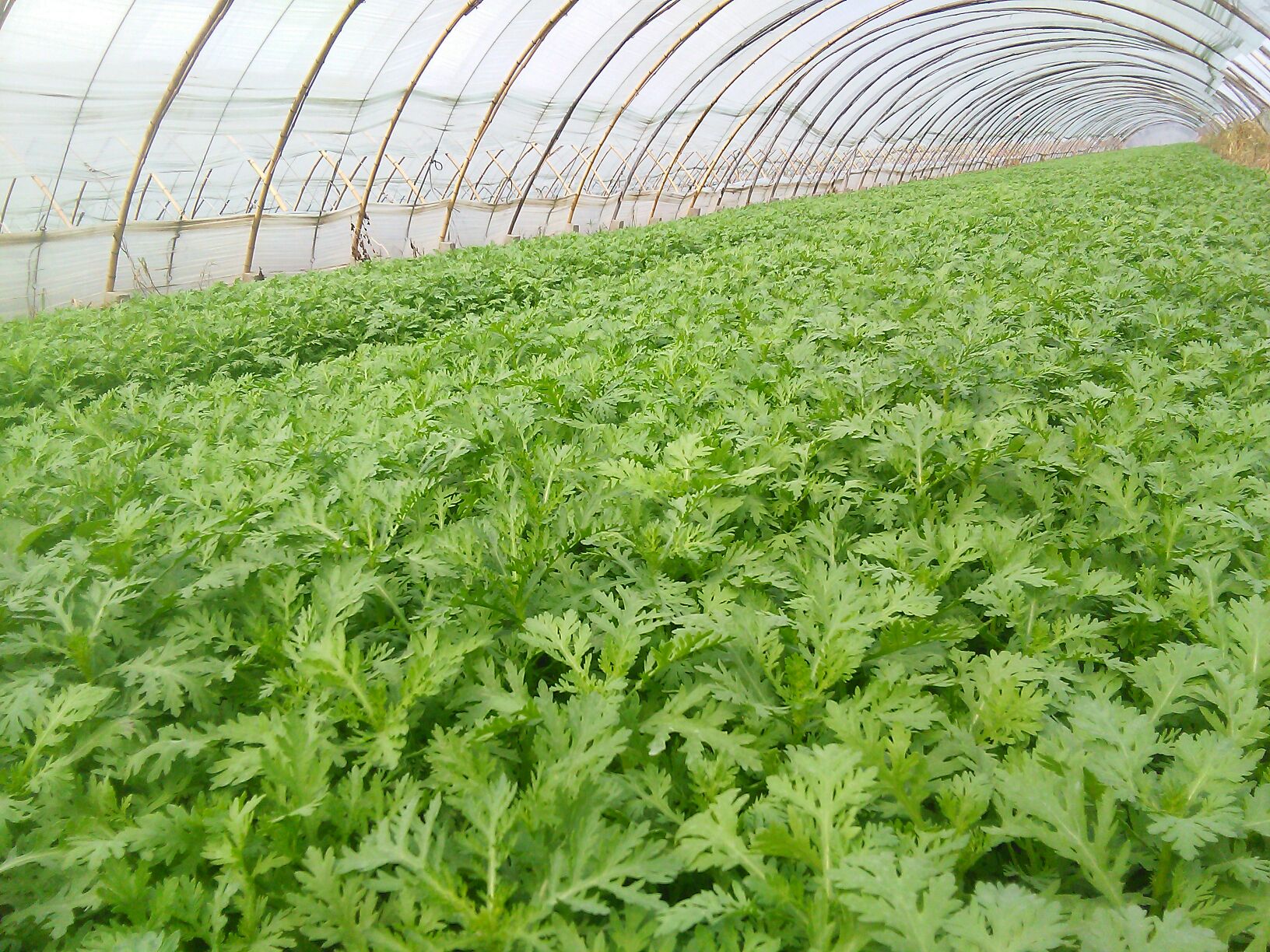南茼蒿整株植物,茎叶分明,叶片宽大,呈现嫩绿色,适合用于农产品介绍图 南茼蒿植株整体图