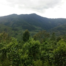 百年大树茶特级
