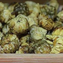 杭州白菊