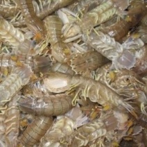 皮皮虾