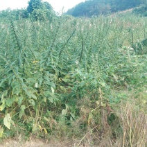 芝麻油