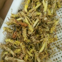 东亚飞蝗食用