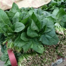 黑叶菠菜20~25厘米