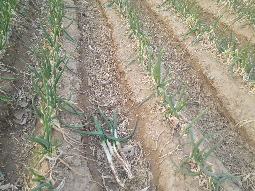 贵州省贵定县大葱加工中心内景,工人正在对新鲜采收的章丘大葱进行清洗、分级与真空预冷处理,传送带旁摆放着印有‘大葱贵州’和‘章丘大葱合作种植基地’双标识的包装箱,背景可见冷链运输车辆待装货 大葱采收与分级包装现场图