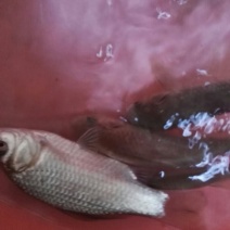 淇河鲫食用