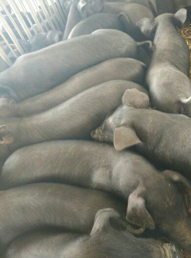 [活猪批发]江苏宿迁沭阳县活猪 1200.00元/头苏太猪种猪 _ 一亩田
