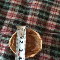 薄皮核桃