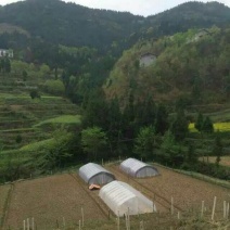 鹅苗250g以下