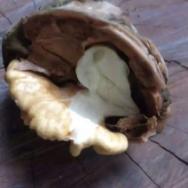 野生核桃