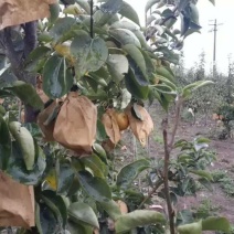 丰水梨350~400g纸加膜
