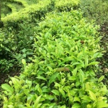本山茶二级