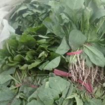 越冬菠菜20~25厘米