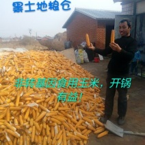 红小豆袋装