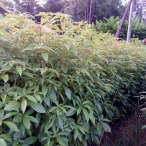金丝楠