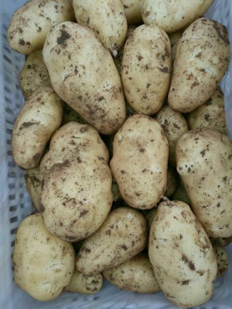 荷兰十五土豆1两以上