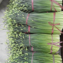 韭菜头茬