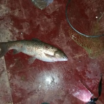 鲫鱼食用