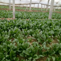 绿神菠菜15~20厘米