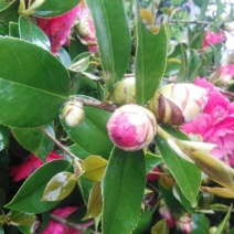 茶花树