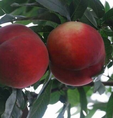 [红桃批发]冬雪王桃 60mm以上价格4.00元/斤 - 一亩田