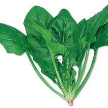 越冬菠菜10~15厘米