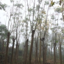 黄山栾树