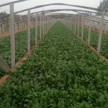 越冬菠菜25~30厘米