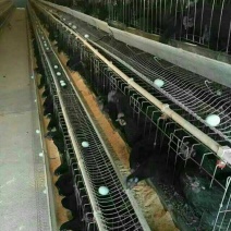 绿壳蛋鸡苗1斤以下
