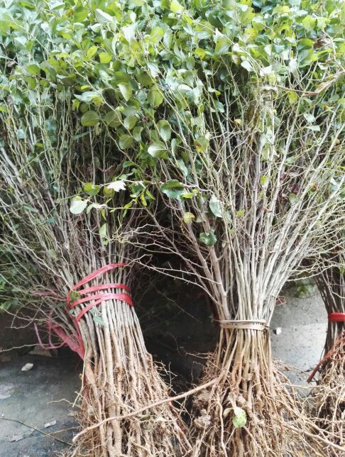 马甲子苗 刺苗铁篱笆 马甲子树苗不站刺树苗30厘米高