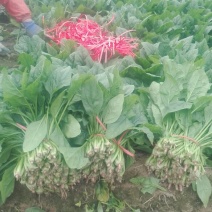 菠菜15~20厘米
